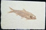 Knightia Fossil Fish - Wyoming #7562-1
